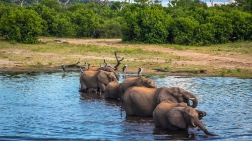 Riviera Travel Victoria Falls, Botswana Safari & Cape Town Elephants