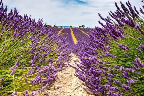 Riviera Travel Walk & Discover Majestic Provence Lavender Fields