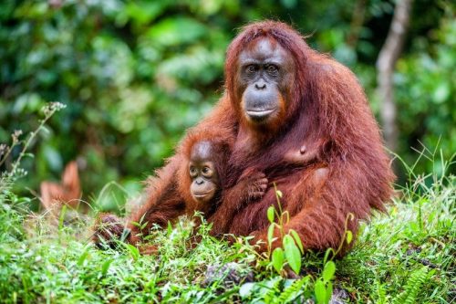 Wendy Wu Best of Borneo Orangutan