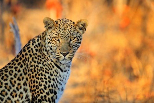 african-leopard-panthera-pardus-shortidgei-hwange-national-park-zimbabwe-portrait-portrait-eye-to-eye-with-nice-orange-backround-2