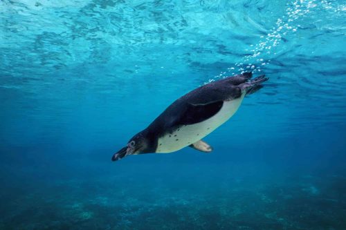 humboldt-penguin-diving-underwaterjpg