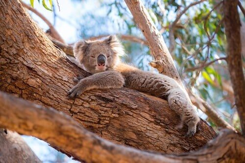 kangaroo-island-australia-koala-lying-in-a-tree