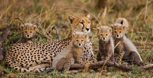 mother-cheetah-and-her-cubs-in-the-savannah-kenya-tanzania-africa-national-park-serengeti-maasai-mara
