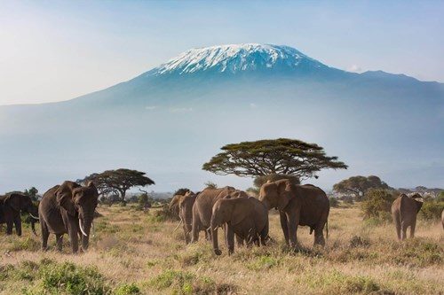 mt-kilimanjaro-from-amboseli-national-park-copy