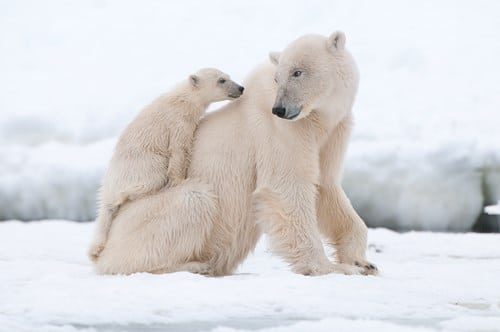polar-bear-3