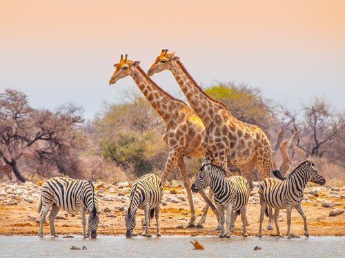 two-giraffes-and-four-zebras-at-waterhole-in-etosha-national-park-namibia